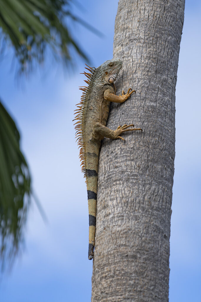 Saint Martin karibi vodič iguana