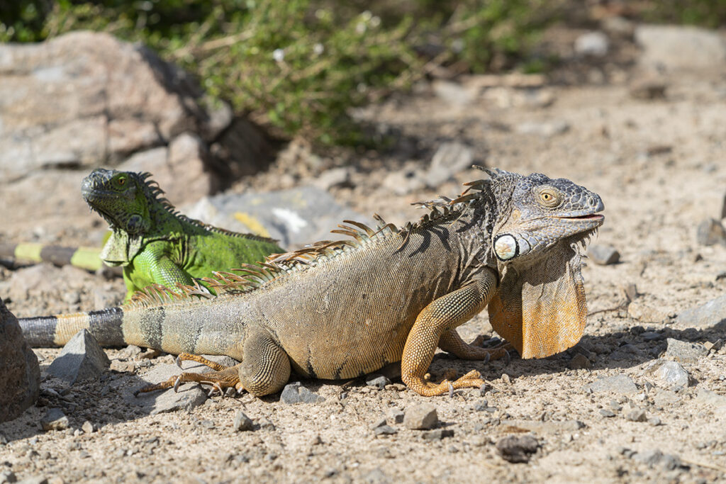 Saint Martin karibi vodič iguana 1