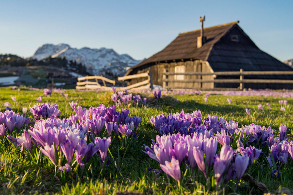 proljetni-izlet-velika-planina