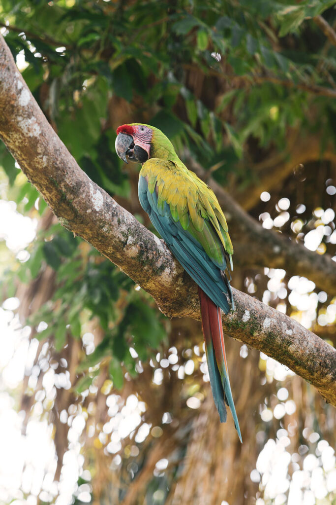 corcovado ara