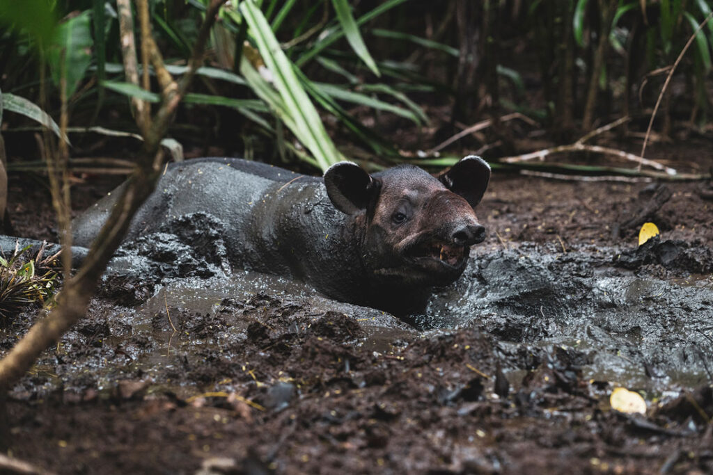 tapir