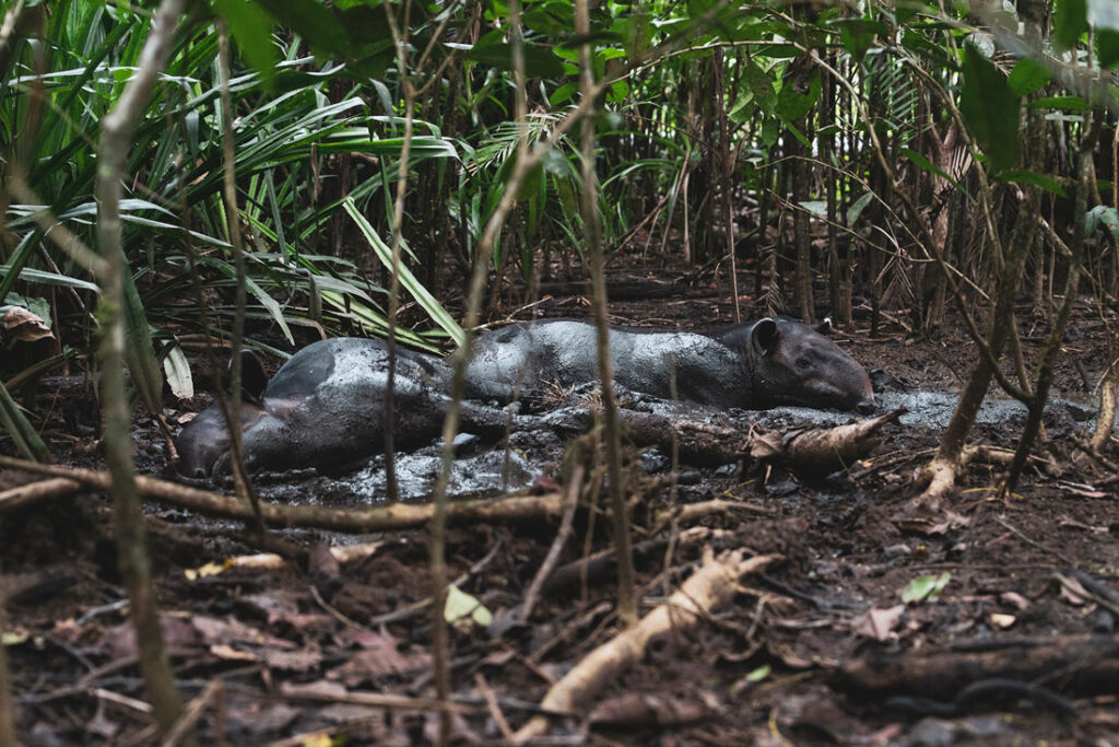 corcovado tapiri