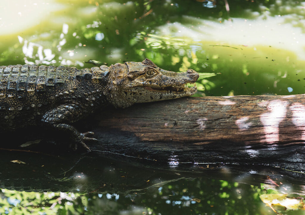 corcovado krokodil 