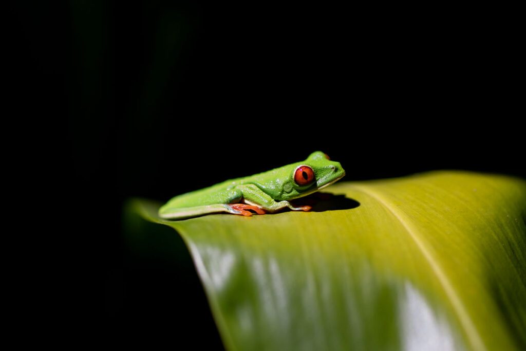 izložba fotografija Costa Rica žaba