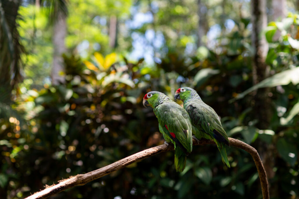 Costa Rica Zoološki vrt