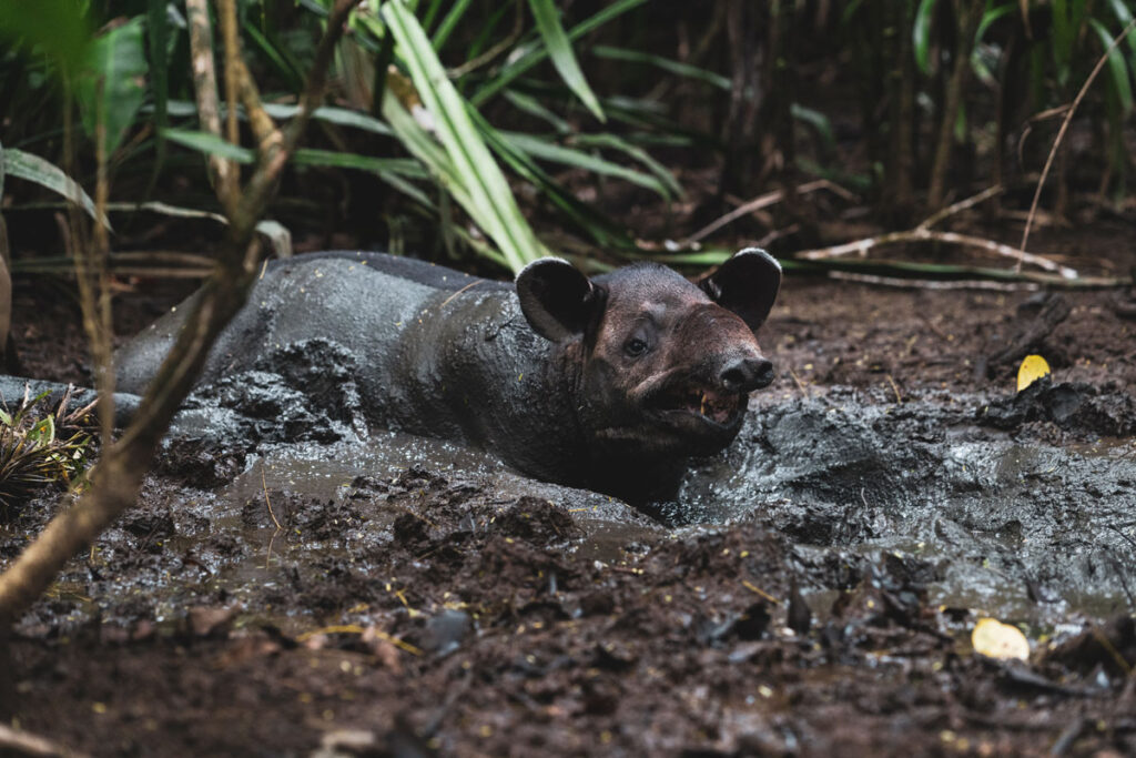 Costa Rica Zoološki vrt