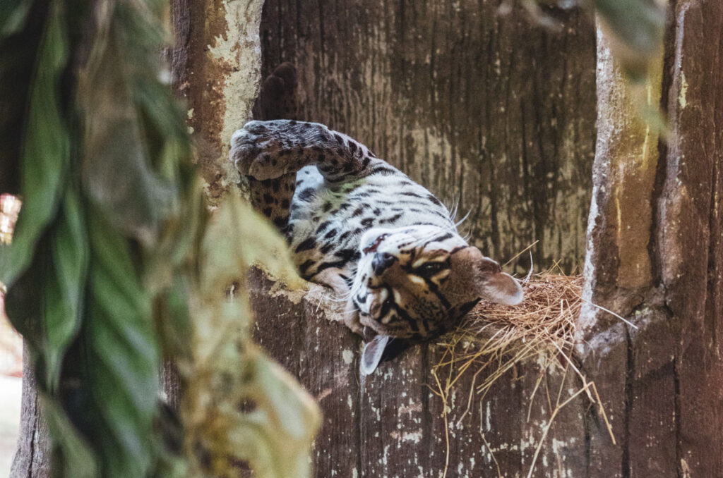 costa rica zološki vrt jaguar rescue centar