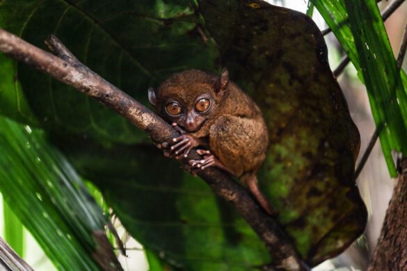 Tarsier