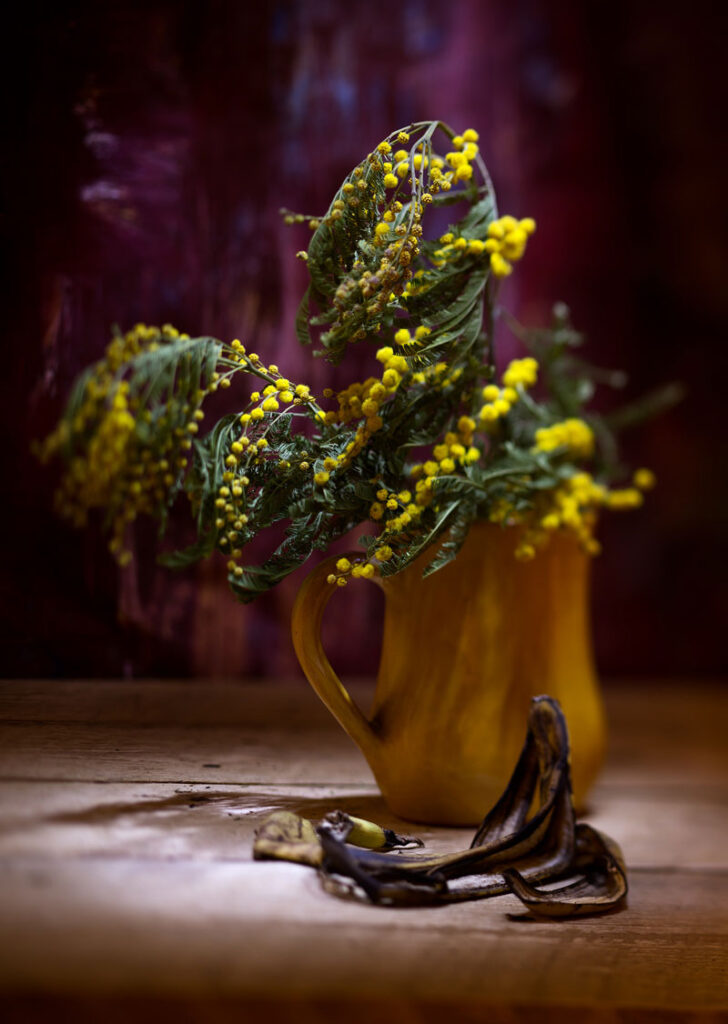 Izložba fotografija Janka Belaja ocvalenmimoze